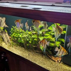 Juwel Rio 450