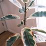 Tall Variegated Rubber Tree (Ficus Elastica 'Tineke') Image 3