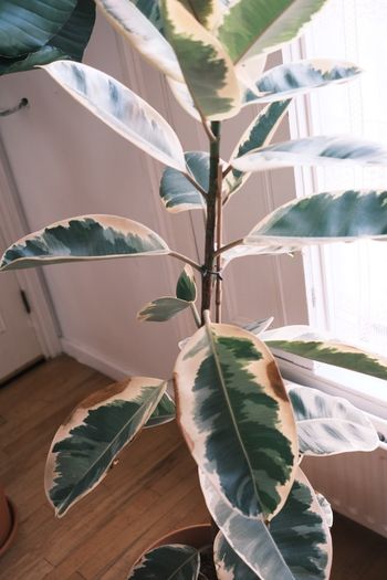Large Houseplant Collection: 4 Monsteras, Rubber Tree & Giant Bird of Paradise