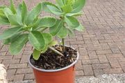 cedum plant
