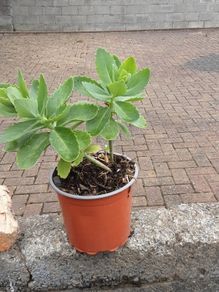 cedum plant