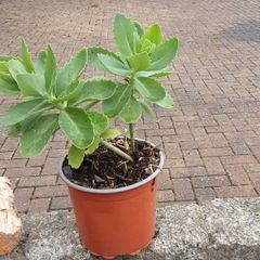cedum plant