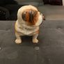 english buldog Image 2