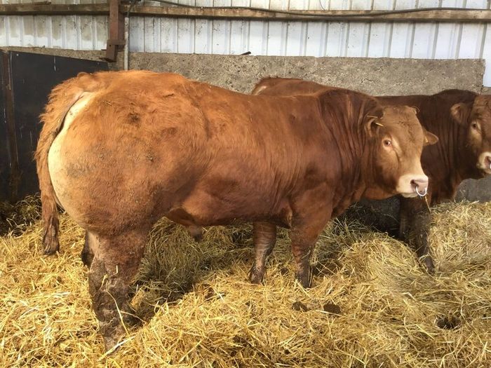Pbr limousine bulls