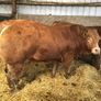 Pbr limousine bulls Image 10