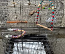cage ( birds/parrots)