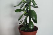 Jade plant