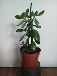 Jade plant