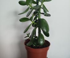 Jade plant