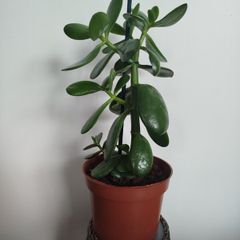 Jade plant