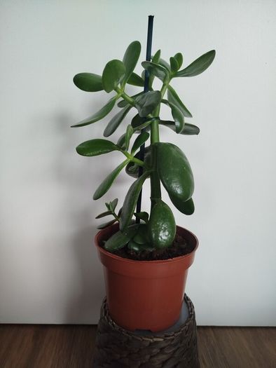 Jade plant