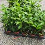 Portuguese Laurel Hedging Image 5