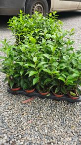 Portuguese Laurel Hedging Plants