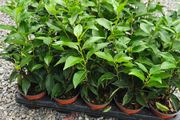 Portuguese Laurel Hedging Plants