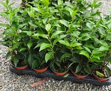 Portuguese Laurel Hedging Plants