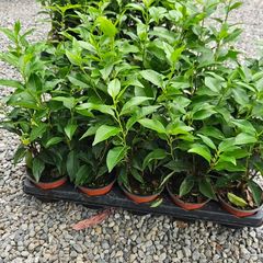 Portuguese Laurel Hedging Plants