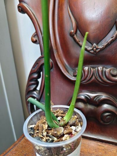Rhaphidophora Decursiva Dragon tails