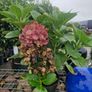 hydrangea Image 4
