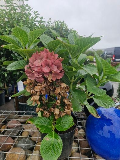 hydrangea