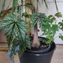 tall Madagascar Dragon Tree (Dracaena marginata),  begonia Gryphon plant in the black  plastic pot container Image 6