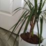 Dracaena Marginata / Dragon Tree Image 3