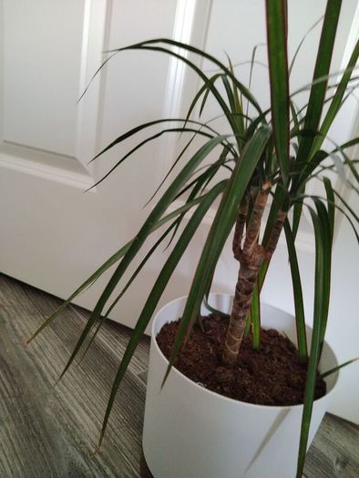 Dracaena Marginata / Dragon Tree