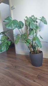 Monstera