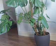 Monstera