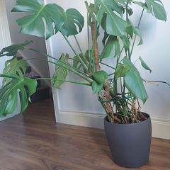 Monstera