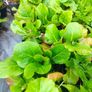 plants Image 5