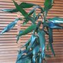 Two flowers, dracaena fragrans Image 3