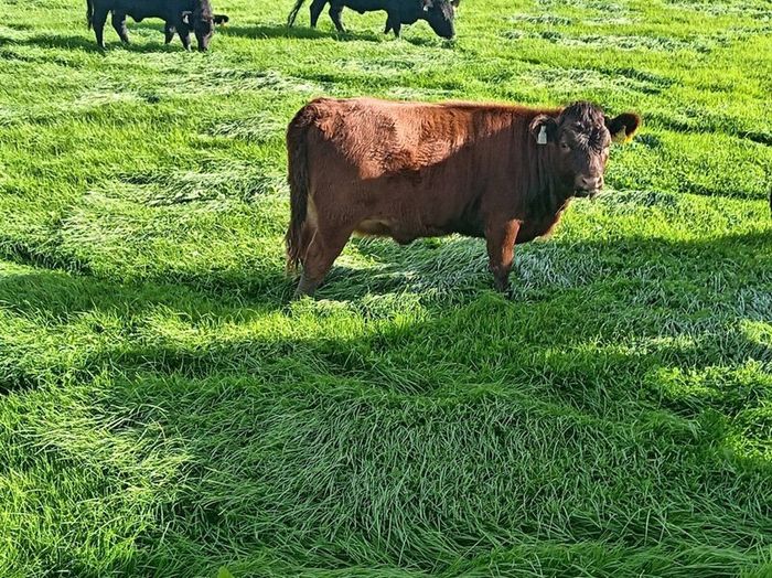 Dexter heifers and bulls