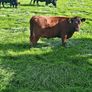 Dexter heifers and bulls Image 8