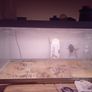 fish tank Image 2