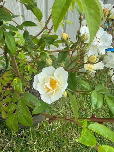 plant