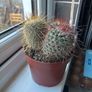 Mammillaria Cactus Red Hooked Spines Image 3