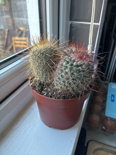 Mammillaria Cactus Red Hooked Spines