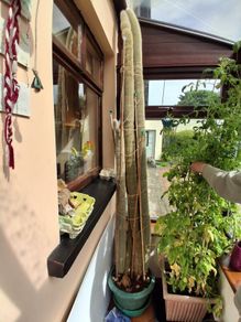Giant 8ft Cactus