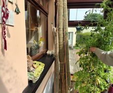 Giant 8ft Cactus