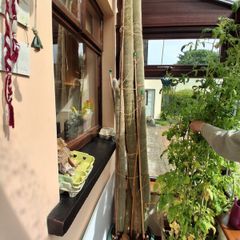 Giant 8ft Cactus