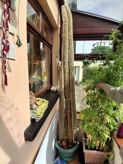 Giant 8ft Cactus
