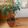 house plant Image 4