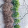 Box Hedging Image 5