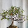 Bonsai tree ( birch) Image 10