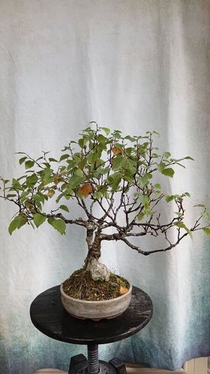 Bonsai tree ( birch)