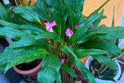 indoor plants