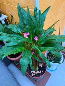 indoor plants