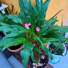 indoor plants