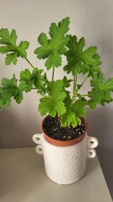 Geranium  lemon. Scented plant.