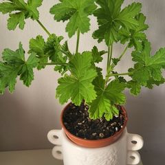 Geranium  lemon. Scented plant.